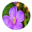 DwarfGiantFarm 200Pcs A Set Tibouchina aspera var. asperrima Seed Proqgf