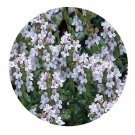 DwarfGiantFarm 200Pcs A Set Thyme serpyllum Seed Proqgf