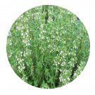 DwarfGiantFarm 200Pcs A Set Thymus vulgaris Seed Proqgf