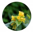 DwarfGiantFarm 200Pcs A Set Thladiantha dubia Bge Seed Proqgf