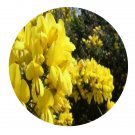 DwarfGiantFarm 200Pcs A Set Thermopsis alpina Ledeb Seed Proqgf