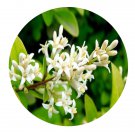 DwarfGiantFarm 200Pcs A Set Ligustrum vicaryi Seed  Proqgf