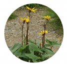 DwarfGiantFarm 200Pcs A Set Ligularia jamesii Seed  Proqgf