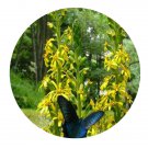 DwarfGiantFarm 200Pcs A Set Ligularia tussilaginea Seed  Proqgf
