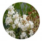 DwarfGiantFarm 200Pcs A Set Ligustrum japonicum Thumb Seed  Proqgf