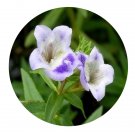 DwarfGiantFarm 200Pcs A Set Limnophila aromatica Seed  Proqgf