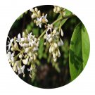 DwarfGiantFarm 200Pcs A Set Ligustrum obtusifolium Sieb Seed  Proqgf