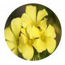 DwarfGiantFarm 200Pcs A Set Oxalis pes caprae Seed Proqgf