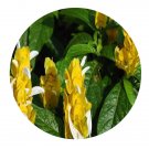 DwarfGiantFarm 200Pcs A Set Pachystachya lutea Seed Proqgf