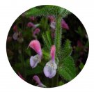 DwarfGiantFarm 200Pcs A Set Painted Sage Seed Proqgf