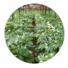 DwarfGiantFarm 200Pcs A Set Panax pseudo-ginseng Wal japonicus Seed  Proqgf