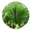 DwarfGiantFarm 5Pcs A Set Pandanus utilis Borg seed  Proqgf