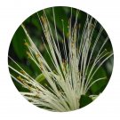 DwarfGiantFarm 200Pcs A Set Pachira macrocarpa Seed   Proqgf