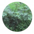 DwarfGiantFarm 200Pcs A Set Paper mulberry Seed   Proqgf