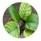 DwarfGiantFarm 200Pcs A Set Paratocarpus Seed    Proqgf