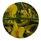 DwarfGiantFarm 200Pcs A Set Parkinsonia aculeata Seed     Proqgf