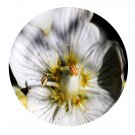 DwarfGiantFarm 200Pcs A Set Parnassia palustris  Seed    Proqgf