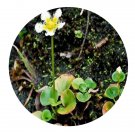 DwarfGiantFarm 200Pcs A Set Parnassia wightiana  Seed    Proqgf