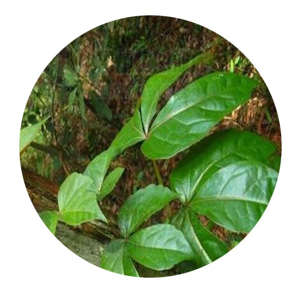 DwarfGiantFarm 200Pcs A Set Parthenocissus dalzielii Seed Proqgf