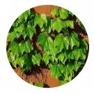 DwarfGiantFarm 200Pcs A Set Parthenocissus tricuspidata Seed Proqgf