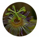 DwarfGiantFarm 200Pcs A Set Passiflora cochinchinensis Spreng Seed Proqgf