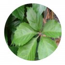 DwarfGiantFarm 200Pcs A Set P.thomsoni Seed Proqgf