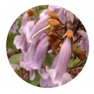 DwarfGiantFarm 200Pcs A Set Paulownia elongata S.Y.Hu Seed Proqgf