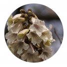 DwarfGiantFarm 200Pcs A Set Paulownia fortunei Seed Proqgf