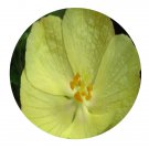 DwarfGiantFarm 200Pcs A Set Pavonia praemorsa Seed Proqgf