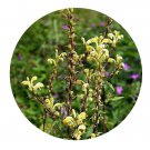 DwarfGiantFarm 200Pcs A Set Pedicularis decora Franch Seed Proqgf