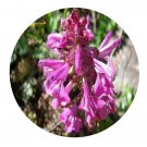 DwarfGiantFarm 200Pcs A Set Pedicularis verticillata Seed Proqgf