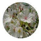 DwarfGiantFarm 200Pcs A Set Prunus vedoensis Seed Proqgf