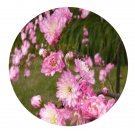 DwarfGiantFarm 200Pcs A Set Prunus japonica Thunb Seed Proqgf
