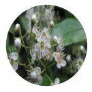 DwarfGiantFarm 200Pcs A Set Prunus laurocerasus Seed  Proqgf
