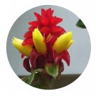 DwarfGiantFarm 200Pcs A Set Costus barbatus Seed Proqgf