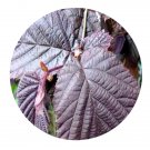 DwarfGiantFarm 200Pcs A Set corylus maxima purpurea Seed Proqgf