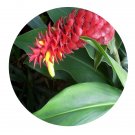 DwarfGiantFarm 200Pcs A Set Costus cosmosus var.bakeri Seed  Proqgf