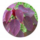DwarfGiantFarm 200Pcs A Set Cotinus coggygria Seed  Proqgf