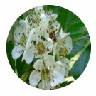 DwarfGiantFarm 200Pcs A Set Crataegus hupehensis Sarg Seed  Proqgf