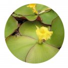 DwarfGiantFarm 200Pcs A Set Costus spectabilis Seed  Proqgf