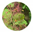 DwarfGiantFarm 200Pcs A Set Cotinus coggygria var.pubescens Seed Proqgf