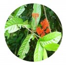 DwarfGiantFarm 200Pcs A Set Ixora amplexicaulis Seed  Proqgf