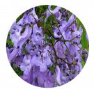 DwarfGiantFarm 200Pcs A Set Jacaranda mimosifolia Seed Proqgf
