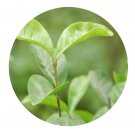 DwarfGiantFarm 200Pcs A Set Ixora hainanensis Merr Seed Proqgf