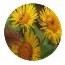 DwarfGiantFarm 200Pcs A Set Japanese British Inula Seed  Proqgf