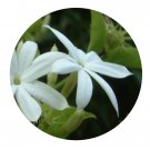 DwarfGiantFarm 200Pcs A Set Jasminum cinnamomifolium Kobuski Seed  Proqgf