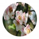 DwarfGiantFarm 200Pcs A Set Japanese Quince Seed Proqgf