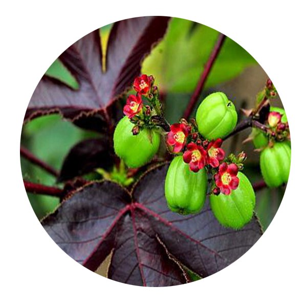 DwarfGiantFarm 200Pcs A Set Ja-tropha gossypiifolia L. Var Seed Proqgf