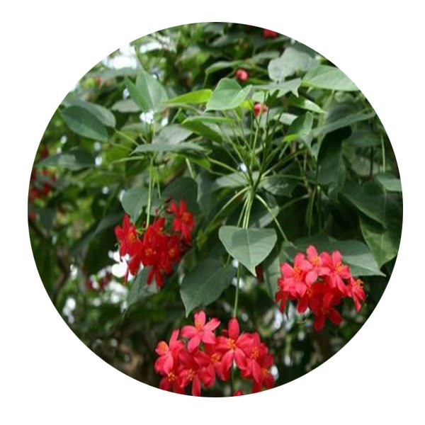 DwarfGiantFarm 200Pcs A Set Jatropha integerrima Seed Proqgf