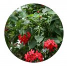 DwarfGiantFarm 200Pcs A Set Jatropha integerrima Seed Proqgf